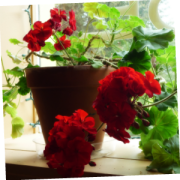 geraniums tilt