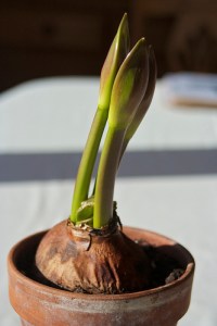 5553270033_264b50075e